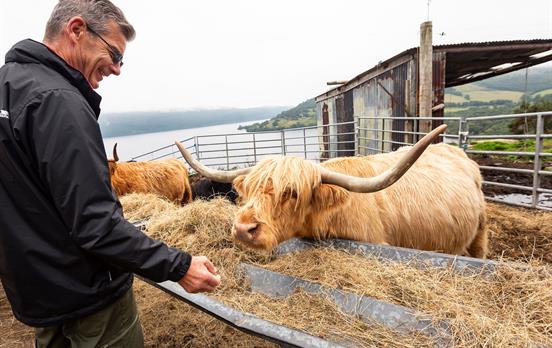 Highlands cows in Drumnadrochit