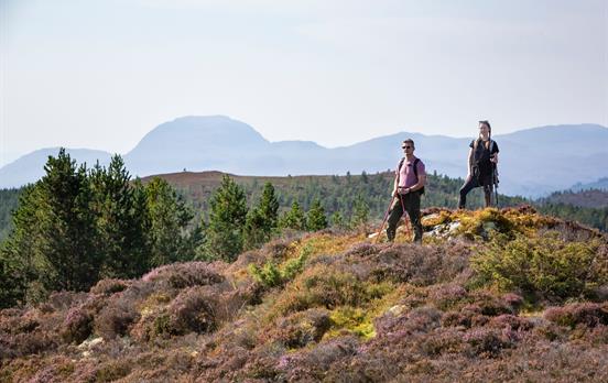 High through the Abriachan forest