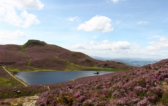 Heather blanketed hills near Pitlochry