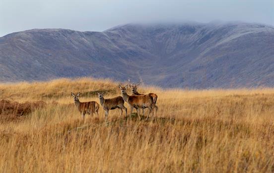 Good wildlife spotting opportunities