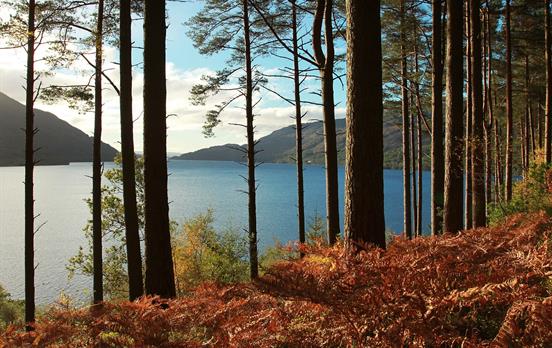 Forest paths along the bonnie banks of Loch Lomond