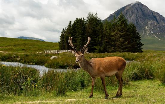 Deer outside Kingshouse Hotel in Glencoe
