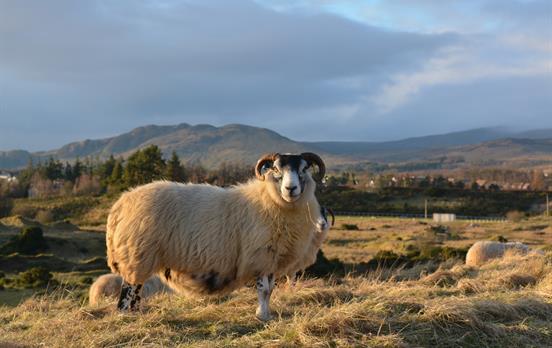 A horned sheep beside the path