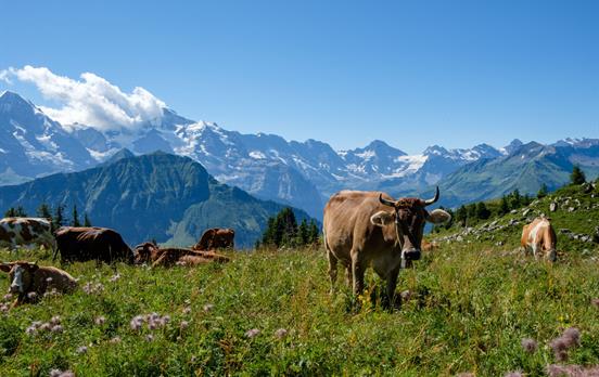 Cow
