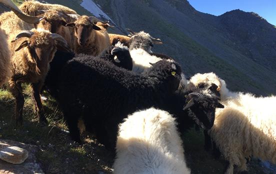 Company on the trail