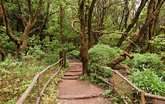 The laurel forests of the Garajonay National Park