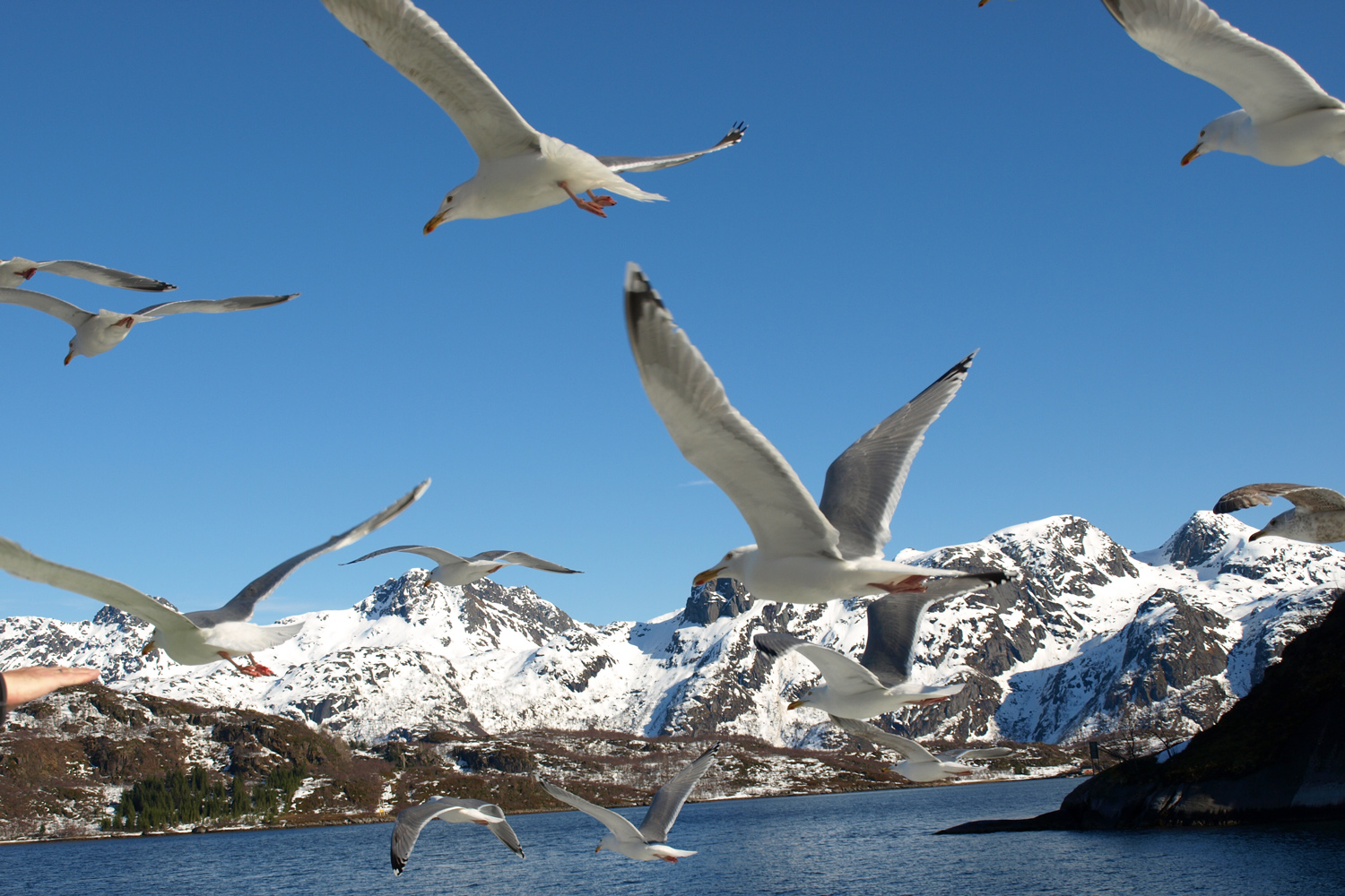 Was gibt es auf den Lofoten zu entdecken? Blog AbenteuerWege
