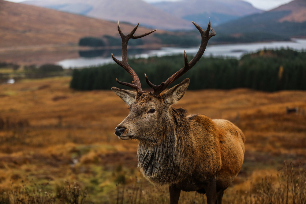 Stag