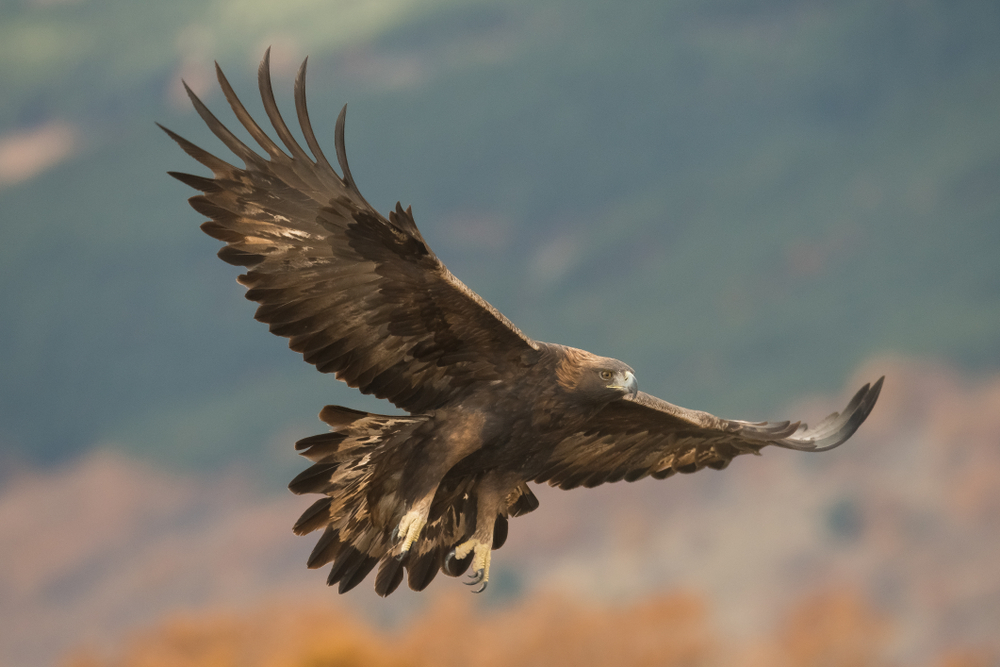 Golden Eagle