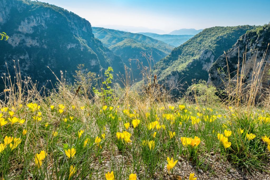 Wildflowers in the Pindos mountains.