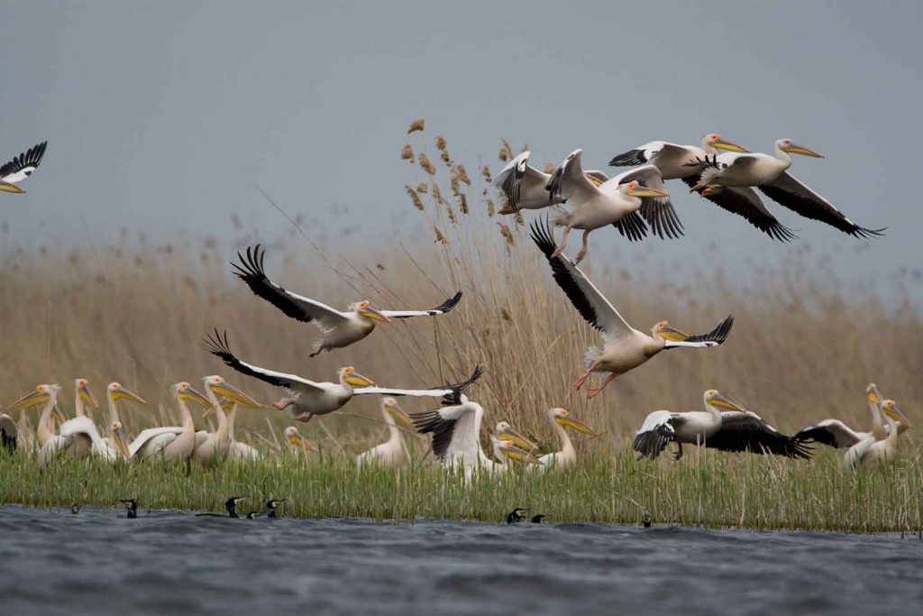 White Pelicans 