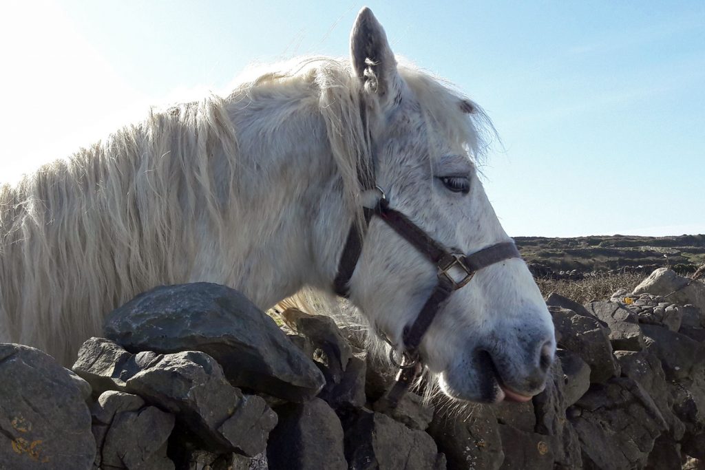 Pony on Inishmore