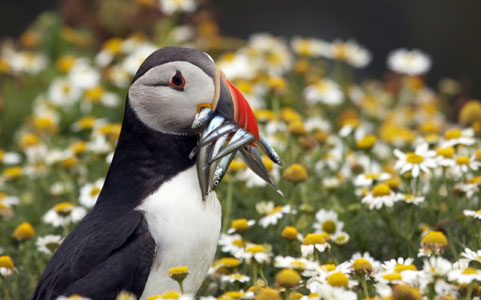 a puffin with whitebait in its beak