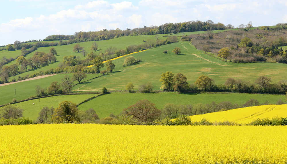 Rolling hills and rapeseed fields.