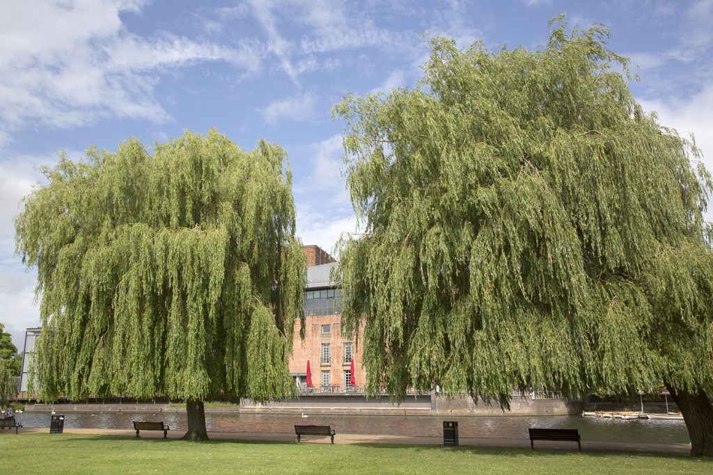 Willow Trees on the banks of the river Avon