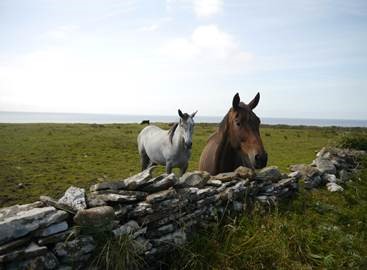 Two horses in a field in Ireland