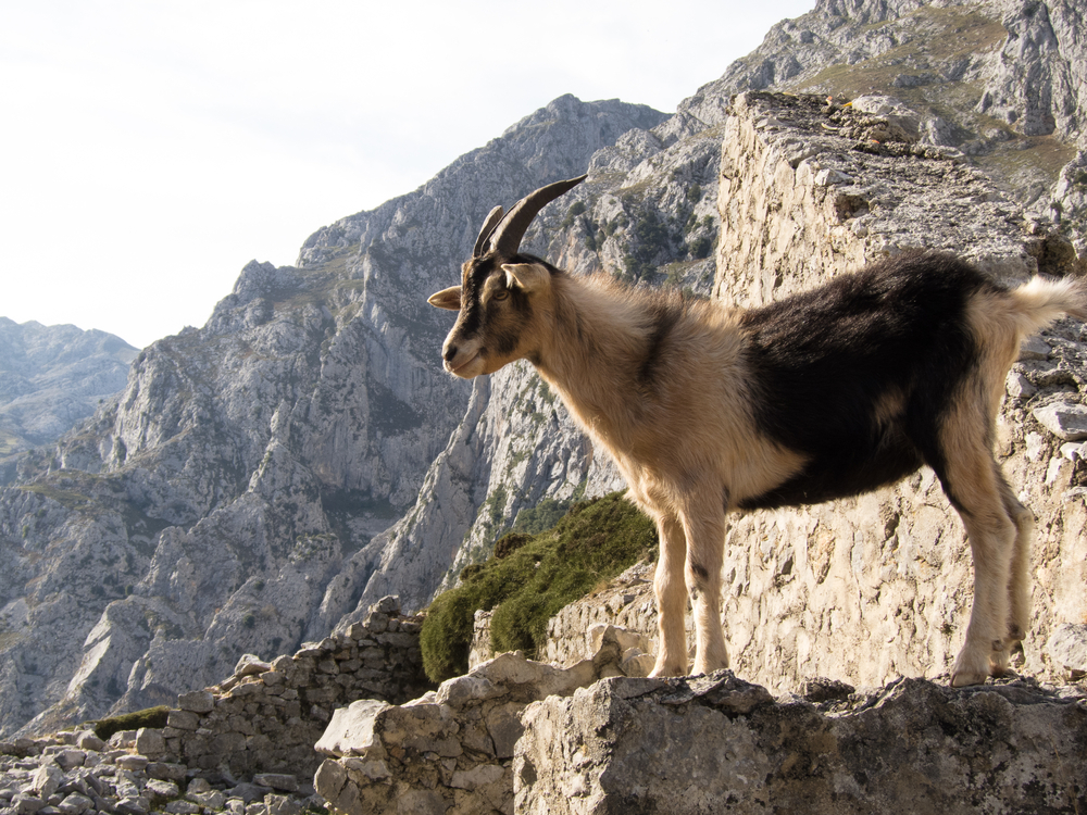 Cantabrian Chamois in Picos de Europa
