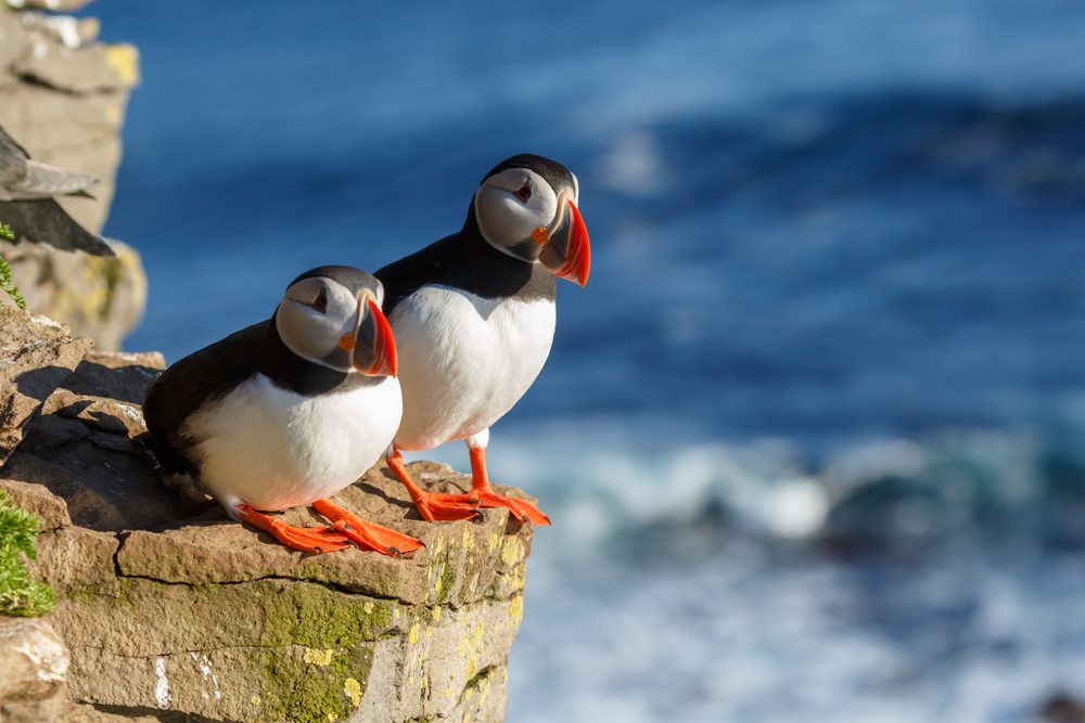 puffins on a rock in fife