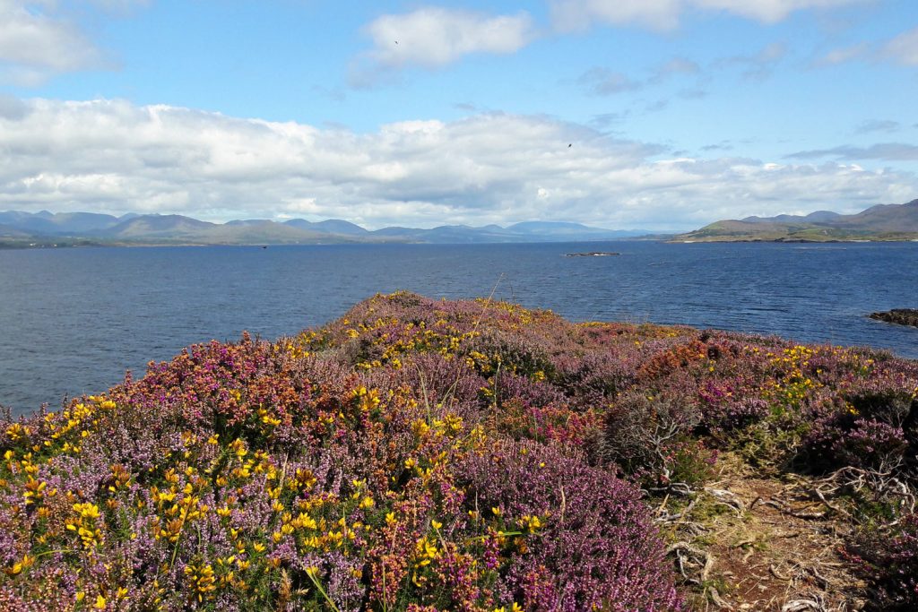 Gorse on Beara Peninsula