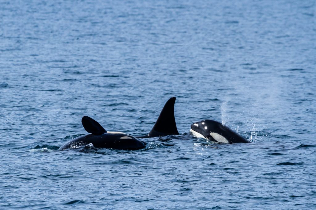 Orcas - Killer Whales - San Juan