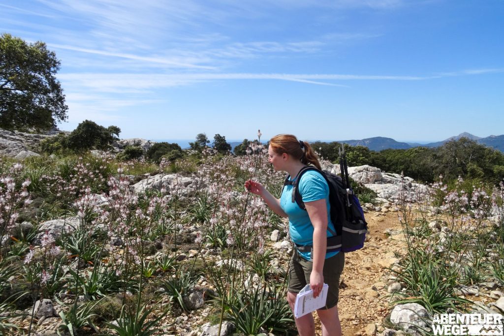 Blühende Wiesen in der Moorlandschaft auf dem GR221, Mallorca