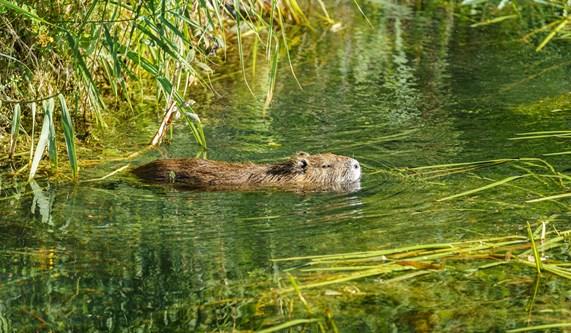 Loire Valley Wildlife