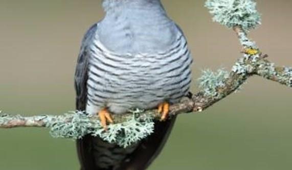 The Wildlife of Dartmoor National Park