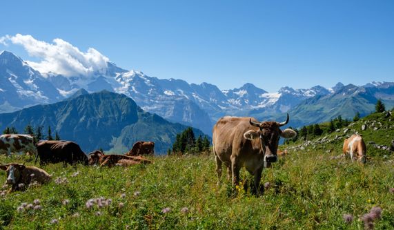 Why Choose Macs Adventure to book your Walking Holiday in Switzerland?