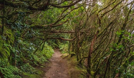 The mystical laurel forests of the Canary Islands