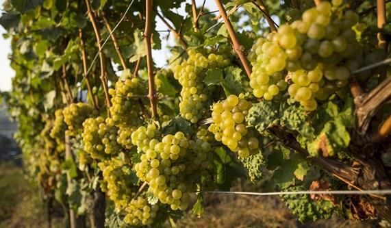Discover the Wines of the Rhine and Mosel Valley