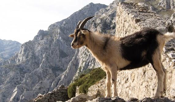 Wildlife in the Picos de Europa