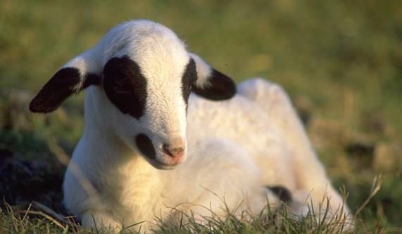 Food and Wine on the Camino Le Puy Way