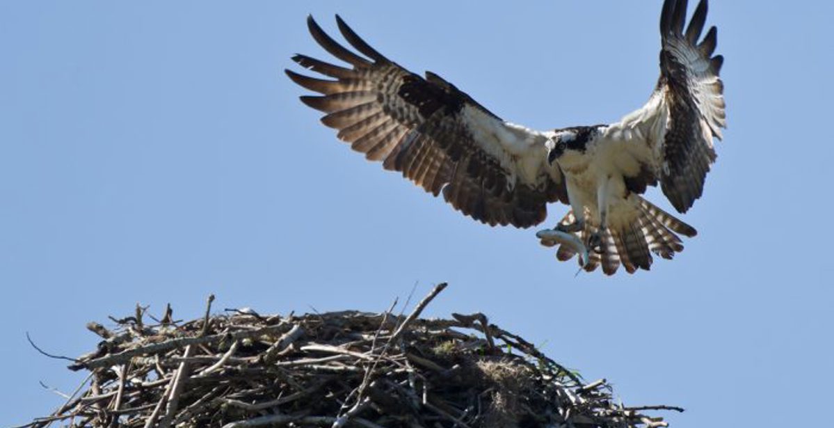 A Safari Less Travelled - Scotland