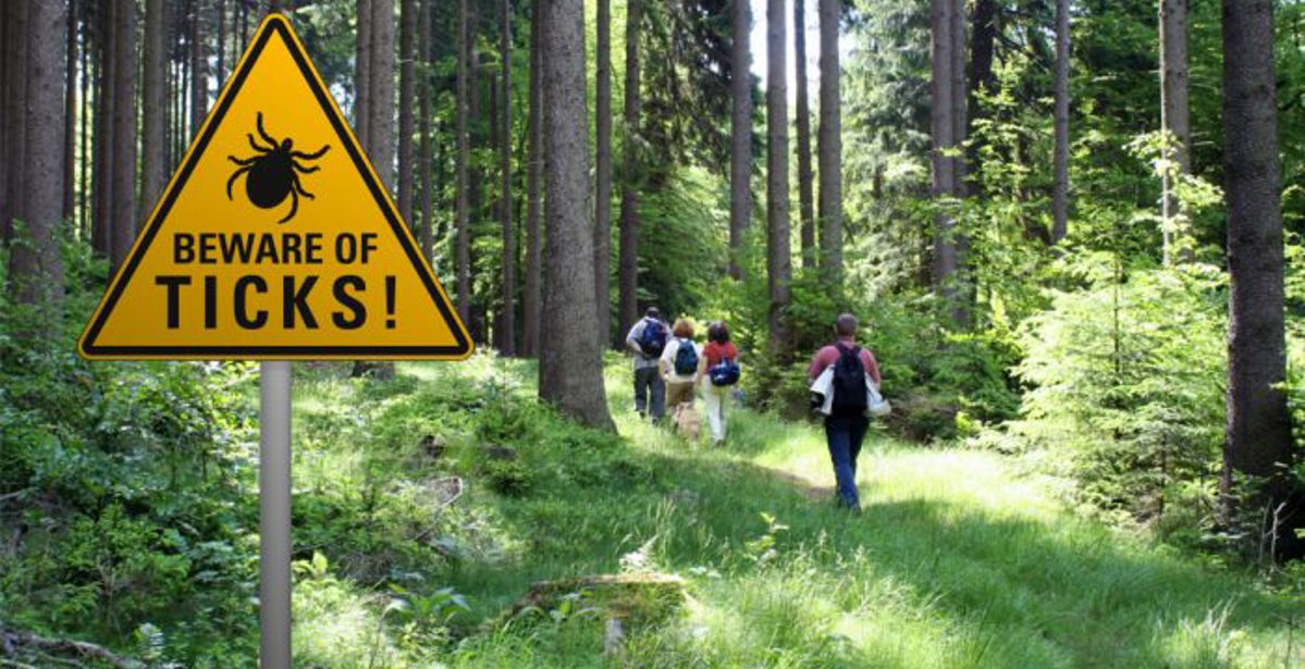 Stay Safe From Ticks: How to Avoid Ticks When Hiking