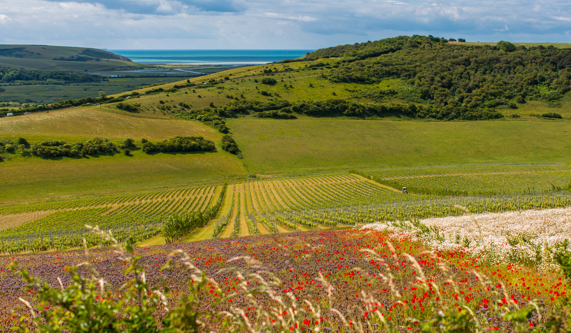 Sample Sussex Sparking Wines on our South Downs Walking and Wine tour