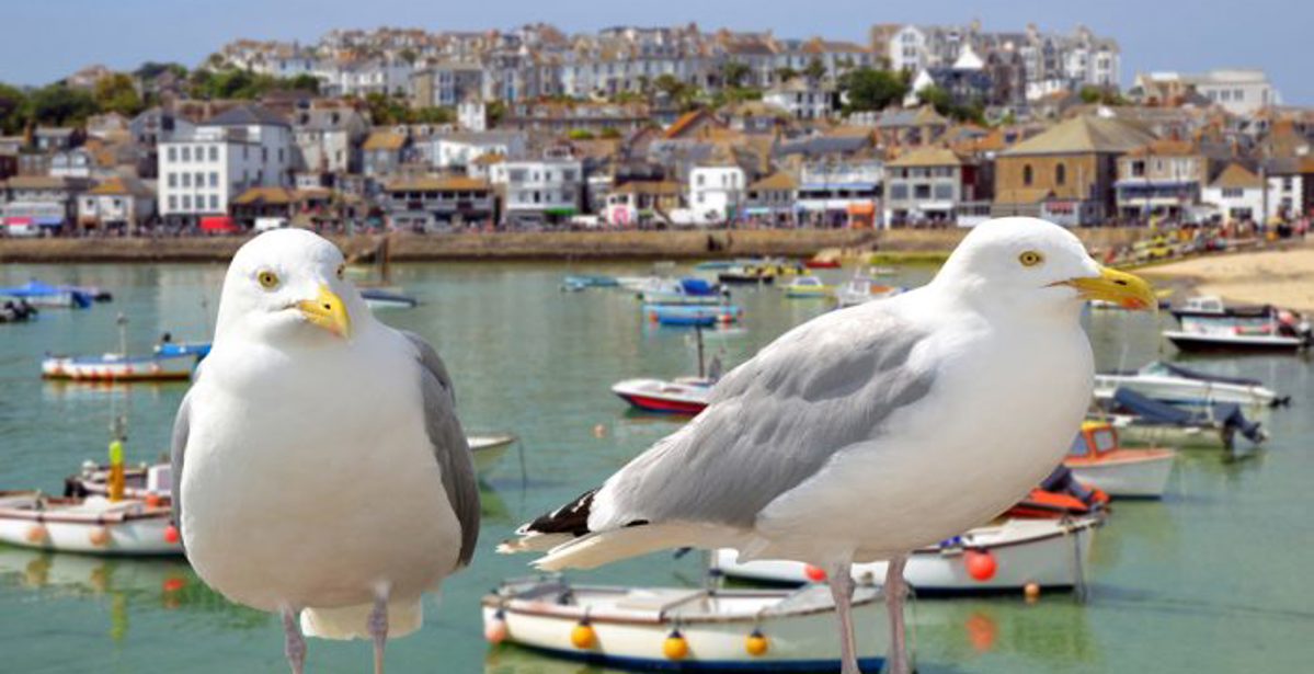 A Safari Less Travelled - England's South West Coast
