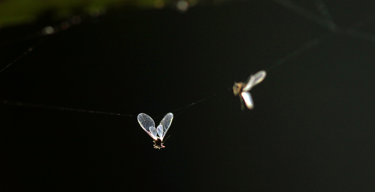How to get rid of midges in Scotland: Best midge repellent and protection