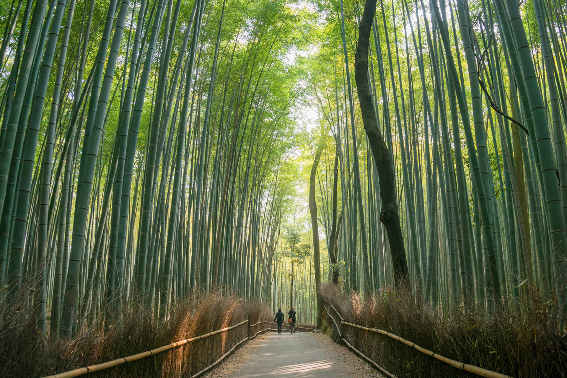 Why Walk in Japan? Blog Macs Adventure