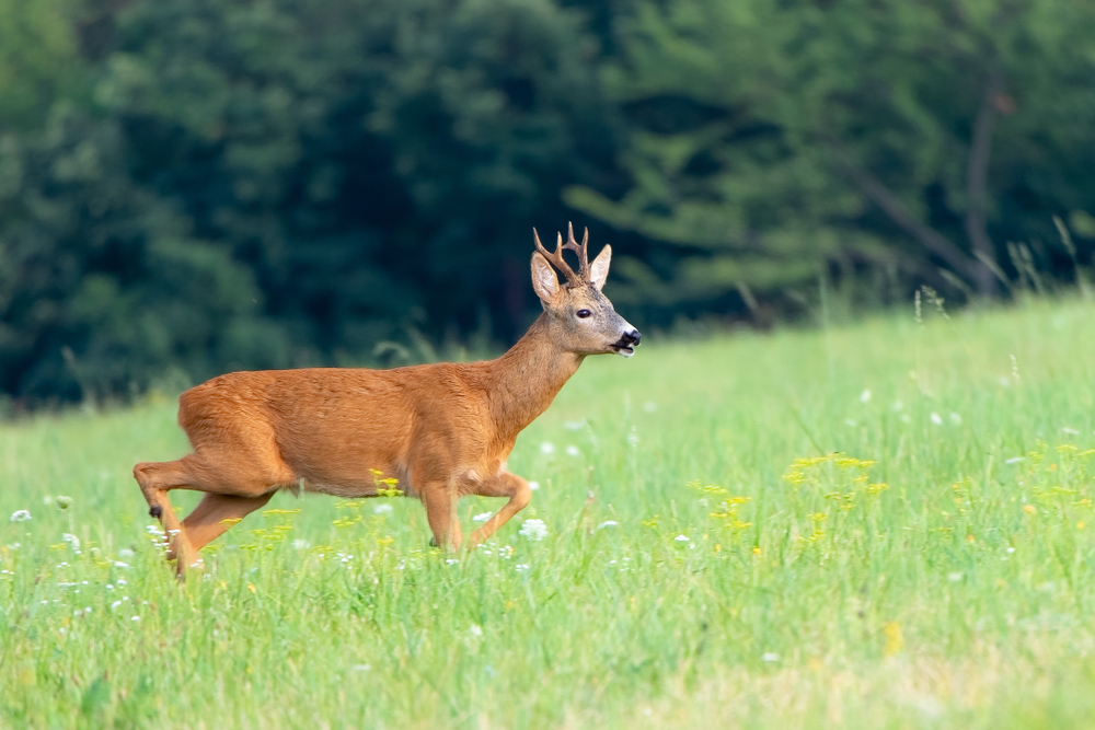 Roe Deer