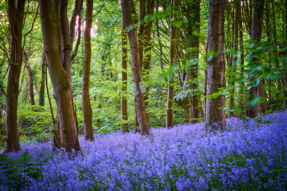 Bluebells