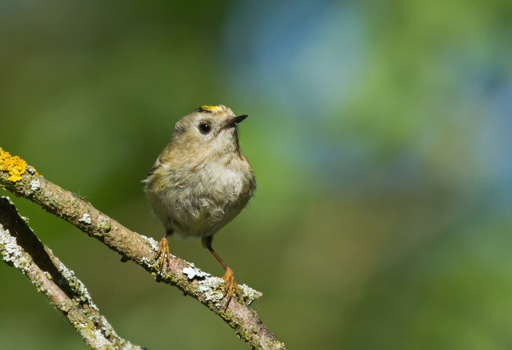 Goldcrest