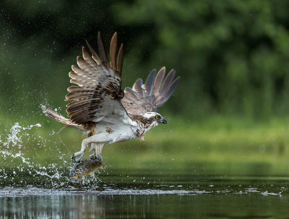 Osprey