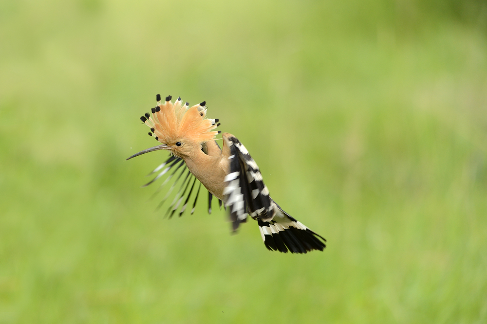 10 great birdwatching apps