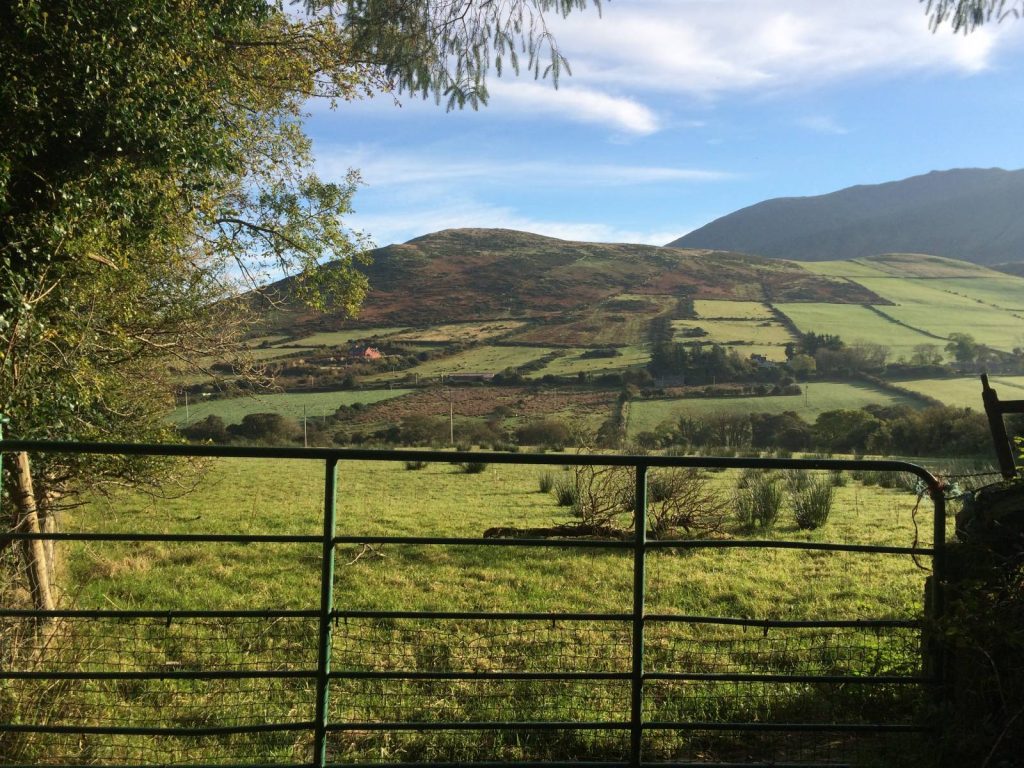 Green fields along the Dingle Way.