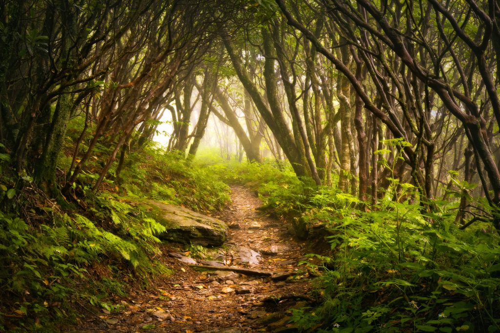 Appalachian trail passes through a dark forest