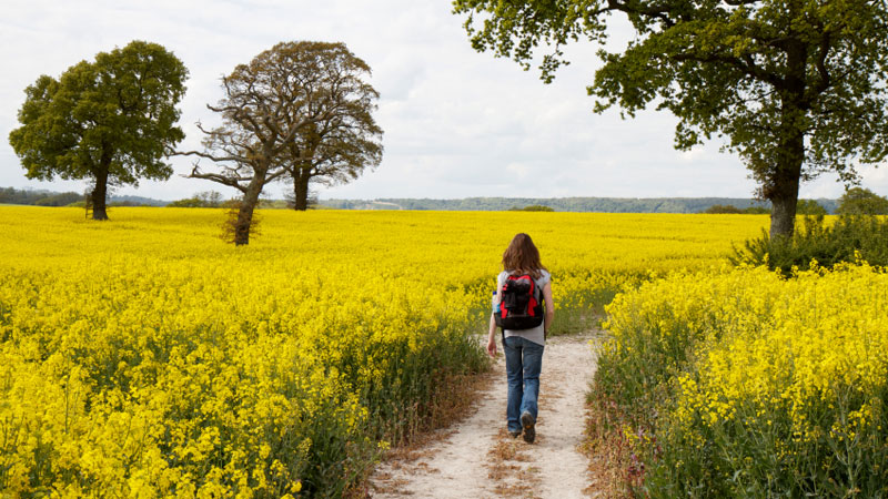 South Downs Way rapeseed field