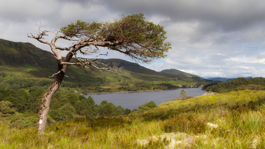 Walk: Glen Affric, Highland 