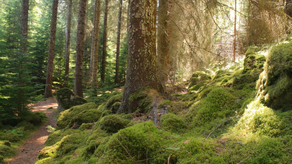 Glen Affric – Caledonian Forest restoration – Restore Our Planet